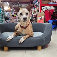 מיטה מעוצבת מהודרת לכלב / לחתול