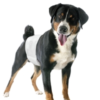 טיטולים לכלב - זכר - קמון