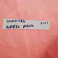 לייקרה בגד ים צבע ורוד מבריק דגם SUMATRA APRIL PINK