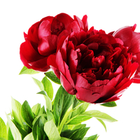 A bouquet of peonies