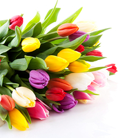 A bouquet of tulips