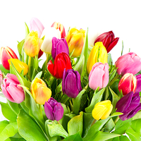 A bouquet of tulips