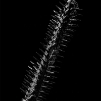 Pop Up Mascaraמסקרה פופ-אפ