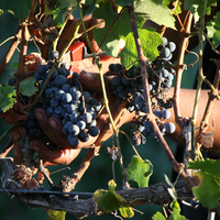 Cabernet Sauvignon אדום יבש 2019