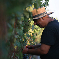 Cabernet Sauvignon אדום יבש 2019