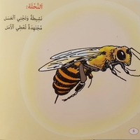 الحشرات والرخويات