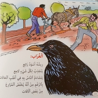الطيور