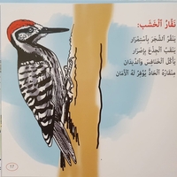الطيور