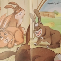 أرنوبي