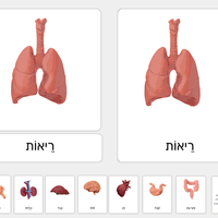 כרטיסיות איברים פנימיים