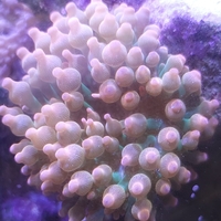 שושנת באבל רוז אדומה - Bubble Rose Anemone