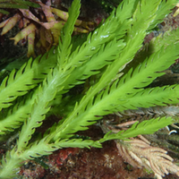 אצת מאקרו קאולרפה נוצה עבור רפיוג'ם - Caulerpa Scalpelliformis Macro Algea for Reef Refuigem