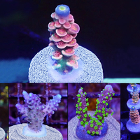 פלאגים לאלמוגים מקספקט 25 יחידות - Plugs for corals Maxspect 25 units