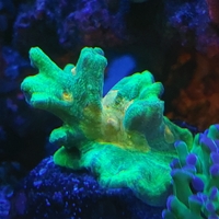 אלמוג LPS פיקטיניה ספייס אינביידר - Pectinia Space Invader LPS Coral