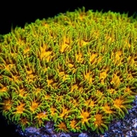 אלמוג LPS לפסטריאה ירוק צהוב - Leptastrea LPS Coral Green & Yellow