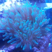 שושנת באבל ירוקה - Bubble Anemone Green