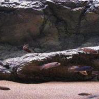 רקע תלת מימד סלעי דגם פפואה 98X48 אקווריסטיק Aquarium Rocky 3D background Model Papua