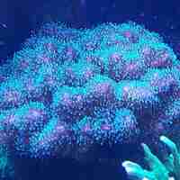 אלמוג SPS פוסילופורה ירוקה - Pocillopora Green SPS coral