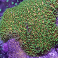 אלמוג LPS לפסטריאה ירוק צהוב - Leptastrea LPS Coral Green & Yellow