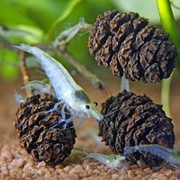 בלאק קונס דנרלי ל1200 ליטר - DENNERLE Black cones for 1200 liters