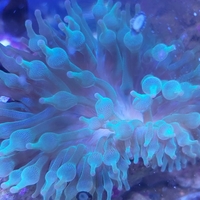 שושנת באבל ירוקה - Bubble Anemone Green