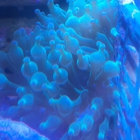שושנת באבל ירוקה - Bubble Anemone Green