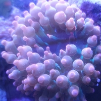 שושנת באבל רוז אדומה - Bubble Rose Anemone