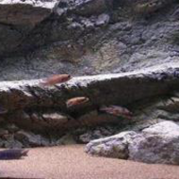 רקע תלת מימד סלעי דגם פפואה 98X48 אקווריסטיק Aquarium Rocky 3D background Model Papua