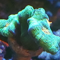אלמוג LPS פיקטיניה ספייס אינביידר - Pectinia Space Invader LPS Coral