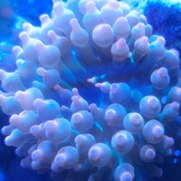 שושנת באבל רוז אדומה - Bubble Rose Anemone