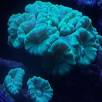 אלמוג LPS קנדי ירוק זרחני - Candy Cane Neon Green LPS Coral (Caulastrea)