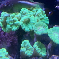 אלמוג LPS קנדי ירוק זרחני - Candy Cane Neon Green LPS Coral (Caulastrea)