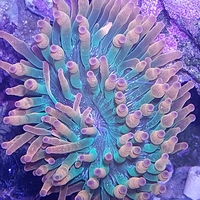שושנת באבל רוז אדומה - Bubble Rose Anemone