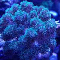 אלמוג SPS פוסילופורה ירוקה - Pocillopora Green SPS coral