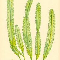 אצת מאקרו קאולרפה נוצה עבור רפיוג'ם - Caulerpa Scalpelliformis Macro Algea for Reef Refuigem