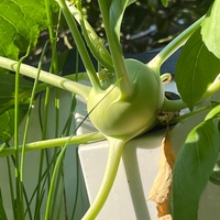 מגדל בגובה 10 קומות - 80 פתחי גידול לצמחים