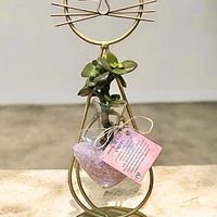 חתול הלב הקריסטלי - אנרגיה, טבע ואהבה