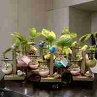 צומחים יחד – מעמד זוג מבחנות עם קריסטלים וצמח חי