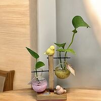 צומחים יחד – מעמד זוג מבחנות עם קריסטלים וצמח חי