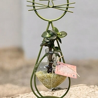 חתול הלב הקריסטלי - אנרגיה, טבע ואהבה