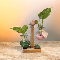 צומחים יחד – מעמד זוג מבחנות עם קריסטלים וצמח חי