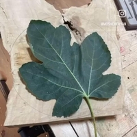 צלחת הגשה עלה תאנה מגולפת בעבודת יד מעץ זית
