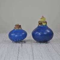 סאנבלום - ג'מבו