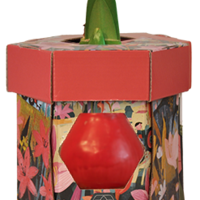 סאנבלום - ג'מבו