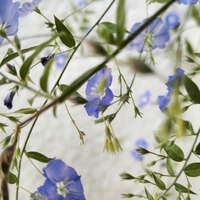 קרם יום אנטי אייג'ינג+ חומצה האילרונית