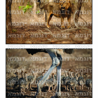 קבצי עזר לתכנונוח חלק 7