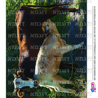 קבצי עזר לתכנונוח חלק 9