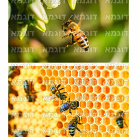 קבצי עזר לתכנונוח חלק 1