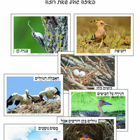 מאגר תמונות לסדרת טבע לכל הסדרה