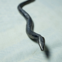 נחש